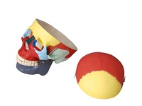 Модель "Череп человека с раскрашенными костями" - fgospostavki.ru - Тихорецк