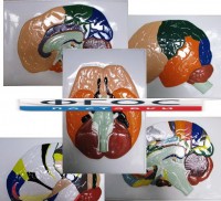 Модель барельефная "Доли, извилины, цитоархитектонические поля головного мозга" (5 планшетов) - fgospostavki.ru - Тихорецк