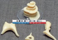 Модель "Косточки слуховые" - fgospostavki.ru - Тихорецк