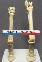 Скелет конечности лошади (передняя и задняя) на подставке - fgospostavki.ru - Тихорецк