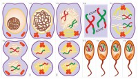 Модель-аппликация Деление клетки. Митоз и мейоз - fgospostavki.ru - Тихорецк