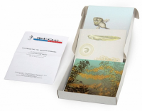 Модель-аппликация "Развитие лягушки" (набор из 10 карт) - fgospostavki.ru - Тихорецк