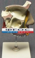 Модель "Разрез носоглотки" - fgospostavki.ru - Тихорецк
