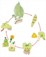Модель-аппликация Размножение папоротника - fgospostavki.ru - Тихорецк