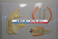 Модель барельефная "Челюсть человека" - fgospostavki.ru - Тихорецк