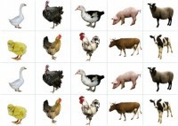 Комплект карточек "Запоминай, играй, считай" - Домашние животные - fgospostavki.ru - Тихорецк