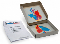 Модель-аппликация "Этапы эволюции сердца у позвоночных" (набор из 4 карт) - fgospostavki.ru - Тихорецк