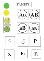 Модель-аппликация Дигибридное скрещивание и его цитологические основы - fgospostavki.ru - Тихорецк