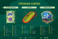 Электрифицированный стенд "Строение клетки" с маркерными полями - fgospostavki.ru - Тихорецк