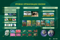 Электрифицированный стенд "Уровни организации жизни" - fgospostavki.ru - Тихорецк