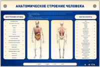 Электрифицированный стенд-тренажер c макетом скелета "Анатомическое строение человека" - fgospostavki.ru - Тихорецк