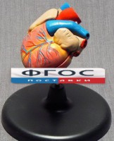 Модель "Сердце" (лабораторная) - fgospostavki.ru - Тихорецк