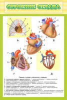 Стенд "Строение сердца" - fgospostavki.ru - Тихорецк