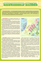 Стенд "Биосинтез белка" - fgospostavki.ru - Тихорецк