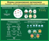 Стенд "Формы размножения организмов" - fgospostavki.ru - Тихорецк