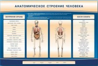 Электрифицированный стенд-тренажер c макетом скелета "Анатомическое строение человека" - fgospostavki.ru - Тихорецк