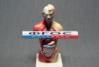 Модель Торс человека 42 сантиметра - fgospostavki.ru - Тихорецк