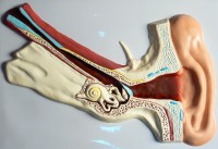 Модель барельефная "Ухо человека" (часть 1) - fgospostavki.ru - Тихорецк