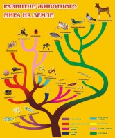Стенд "Развитие животного мира на земле" - fgospostavki.ru - Тихорецк