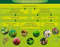 Стенд "Систематика растений" - fgospostavki.ru - Тихорецк