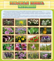 Стенд "Красная книга - растения" - fgospostavki.ru - Тихорецк