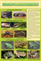 Стенд "Класс земноводные" - fgospostavki.ru - Тихорецк