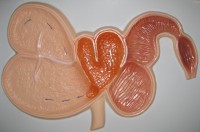 Модель барельефная "Желудок жвачного животного" - fgospostavki.ru - Тихорецк