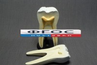 Модель "Строение зуба" - fgospostavki.ru - Тихорецк