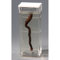 Влажный препарат "Пескожил" - fgospostavki.ru - Тихорецк