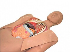 Муляж оперируемого пациента с экскурсией в грудную клетку и маской наркоза - fgospostavki.ru - Тихорецк