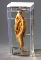 Влажный препарат "Внутреннее строение рыбы" - fgospostavki.ru - Тихорецк