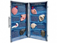 Учебно-демонстрационный кейс "Последствия употребления алкоголя и наркотиков" - fgospostavki.ru - Тихорецк