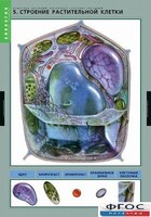 Комплект таблиц. Биология. Вещества растений. Клеточное строение. - fgospostavki.ru - Тихорецк