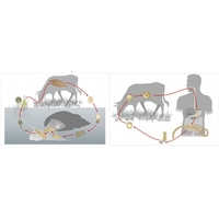 Модель-аппликация Цикл развития бычьего цепня и печеночного сосальщика - fgospostavki.ru - Тихорецк