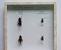Коллекция энтомологическая "Половой диморфизм" - fgospostavki.ru - Тихорецк