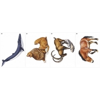 Модель-аппликация Многообразие хордовых. Млекопитающие - fgospostavki.ru - Тихорецк