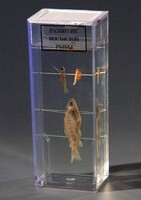 Влажный препарат "Развитие костистой рыбы" - fgospostavki.ru - Тихорецк