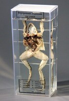 Влажный препарат "Внутреннее строение лягушки" - fgospostavki.ru - Тихорецк