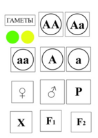 Модель-аппликация Моногибридное скрещивание и  его цитологические основы - fgospostavki.ru - Тихорецк