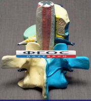 Модель "Части позвоночника человека" - fgospostavki.ru - Тихорецк