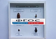 Коллекция "Семейство жуков" - fgospostavki.ru - Тихорецк