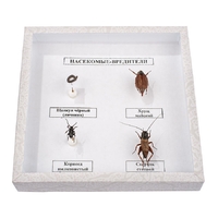 Коллекция энтомологическая "Насекомые вредители" - fgospostavki.ru - Тихорецк