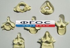 Модель "Позвонки" (из 7 штук) - fgospostavki.ru - Тихорецк