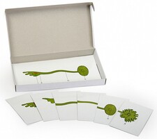 Модель-аппликация "Роль ядра в регуляции развития организма" (набор из 8 карт) - fgospostavki.ru - Тихорецк