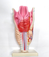 Модель "Гортань" - fgospostavki.ru - Тихорецк