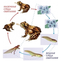 Модель-аппликация Цикл развития лягушки - fgospostavki.ru - Тихорецк