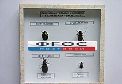 Коллекция энтомологическая "Приспособительные изменения в конечностях насекомых" - fgospostavki.ru - Тихорецк