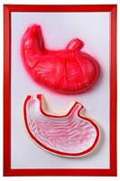 Барельефная модель "Желудок" - fgospostavki.ru - Тихорецк