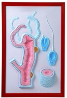 Барельефная модель "Строение гидры" - fgospostavki.ru - Тихорецк