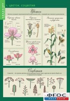 Комплект таблиц. Биология 6 класс. Растения, грибы, лишайники - fgospostavki.ru - Тихорецк